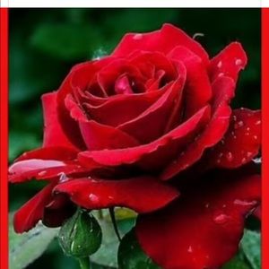 Meet your Posher, Yuliia